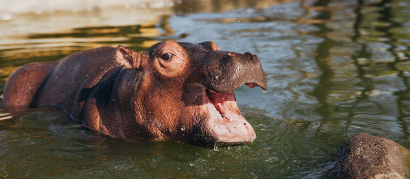 Humpty, A Special Little Hippo - SWT Conservation Charity