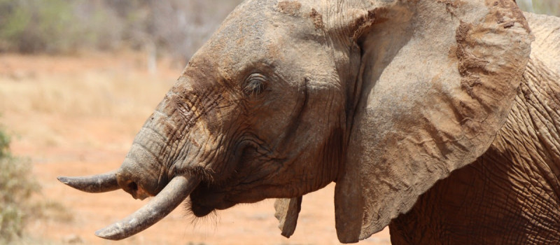 Elephants — Some Lucky Survivors - SWT Conservation Charity