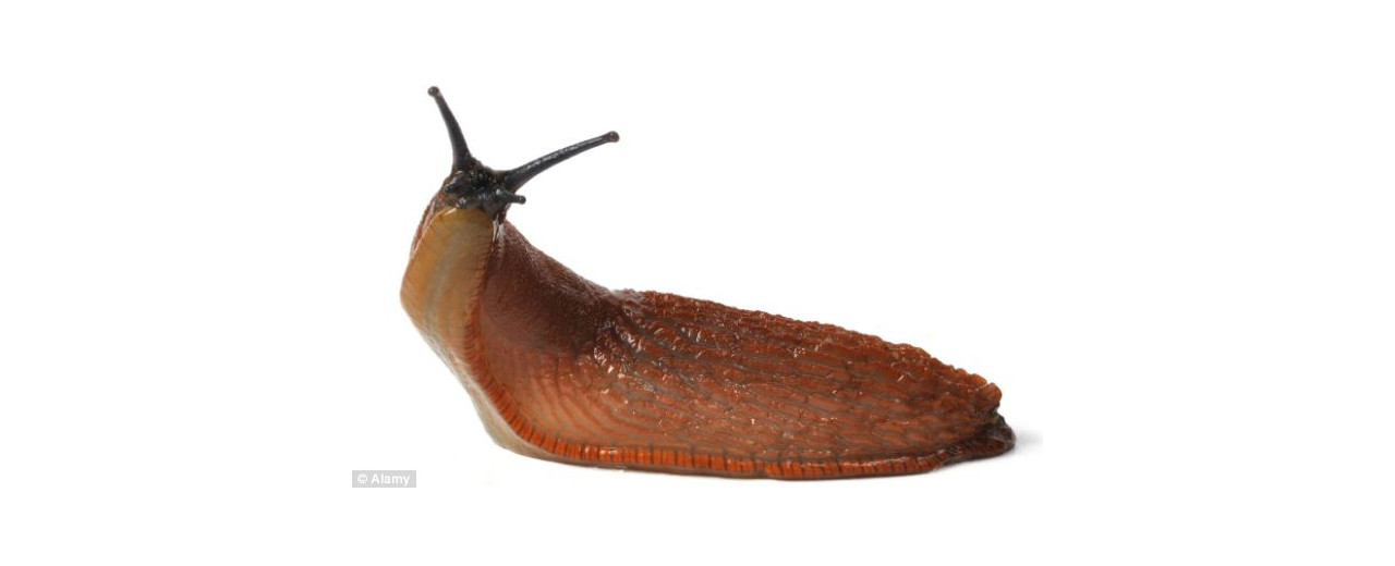 Beware of slug invasion, gardeners told - Experts believe this will be the worst ever year for slugs and snails, following a particularly warm winter