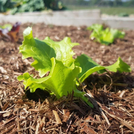 Lettuce with layer of Strulch