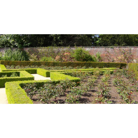 Strulch mulch being used in a formal garden