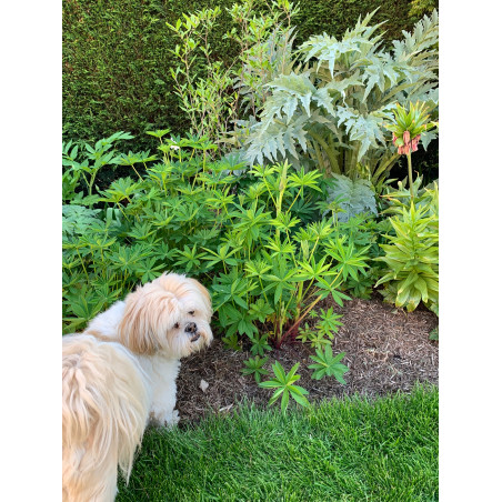 Mulching with Strulch in a family garden