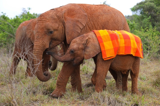 Elephants making friends - Sheldrick Wildlife Trust