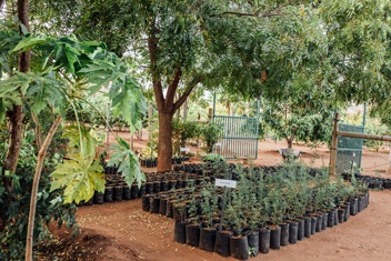 Reforestation with saplings in Kenya - Sheldrick Wildlife Trust
