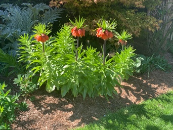 Fritillaria with Strulch