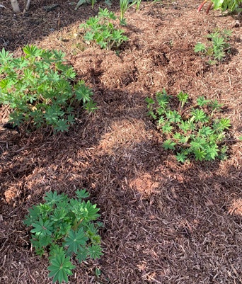 Strulch mulch around lupins saving water