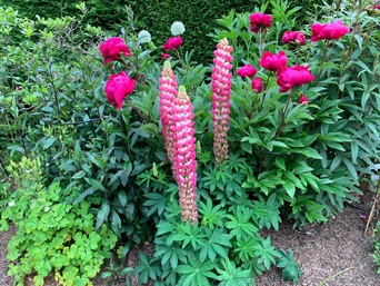 Lupins and Peones with a generous layer of mulch -Strulch