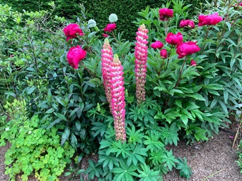 Lupins and Peones with a generous layer of mulch -Strulch