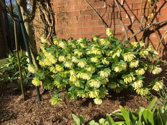 Strulch mulching early spring garden hellebors