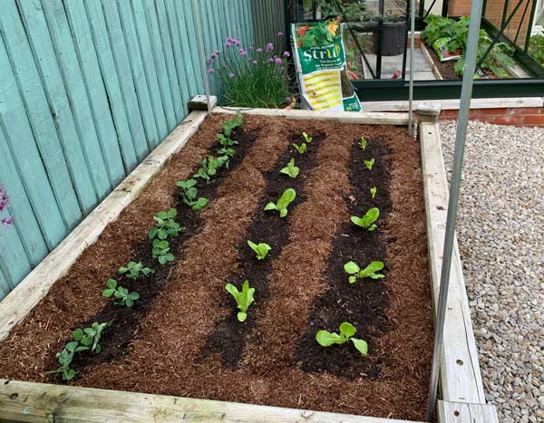 Strulch around seedlings and young plants with a collar of space