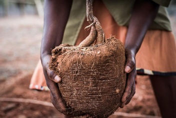 Tree planting for reforestation, rootball - Sheldrick Wildlife Trust