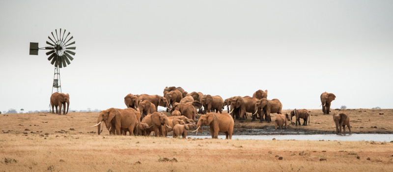 World Water Day - 'Water for Wildlife’ by Sheldrick Wildlife Trust