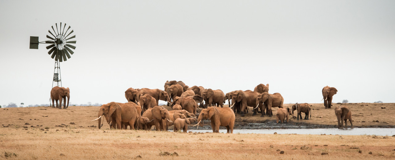 World Water Day - 'Water for Wildlife’ by Sheldrick Wildlife Trust