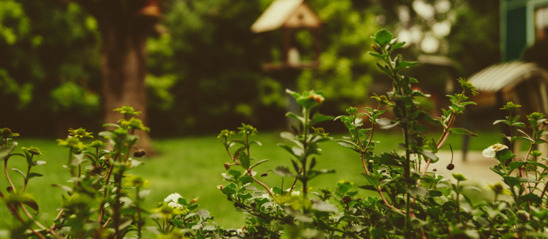 Report Recommends Gardening Is Put at The Heart of Government Policy