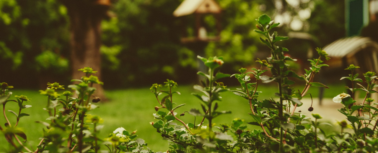 Report Recommends Gardening Is Put at The Heart of Government Policy