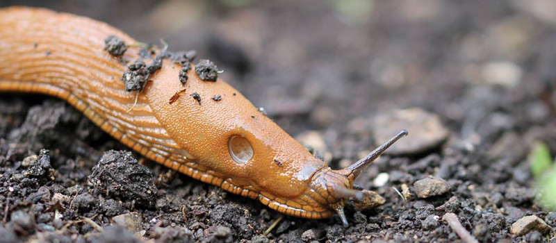 Slug pellets now banned in the UK