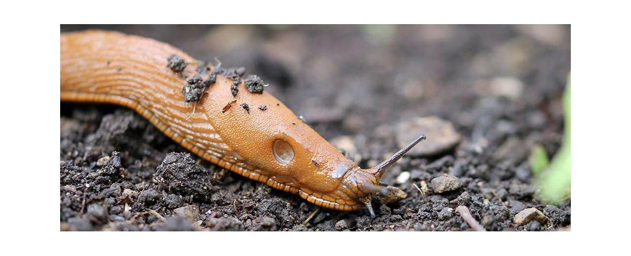 Slug pellets now banned in the UK