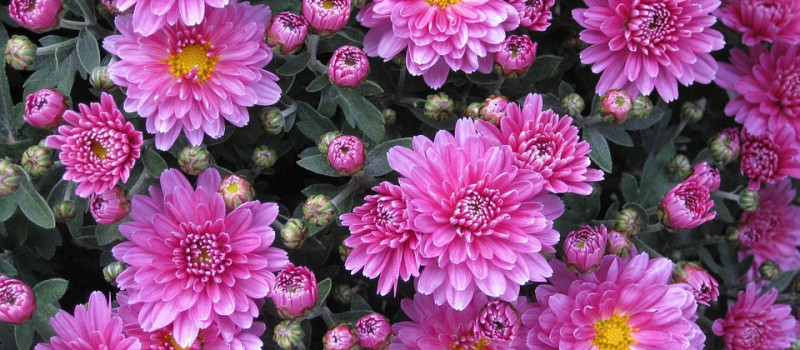 Good News About Strulch and Chrysanthemums