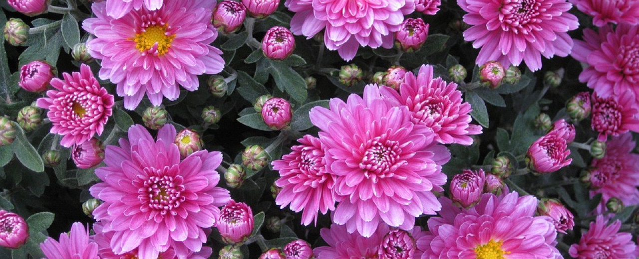 Good News About Strulch and Chrysanthemums