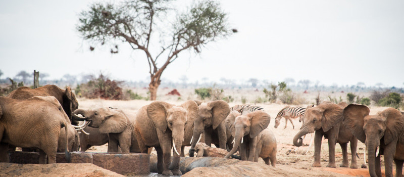 Drought Comes to Tsavo