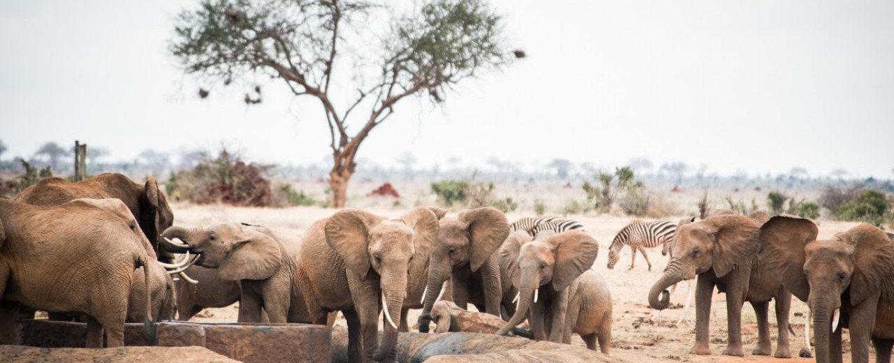 Drought Comes to Tsavo