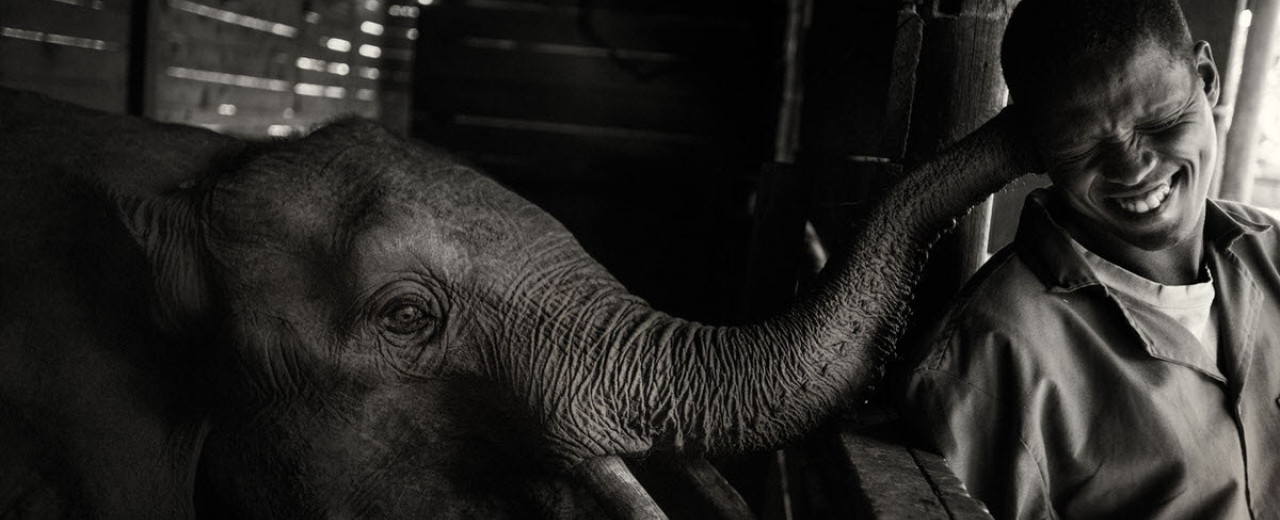 Interview with Galgallo Sora - Elephant Keeper, Umani Springs