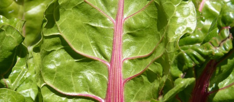 Strulch Recommended in The Guardian when growing swiss chard