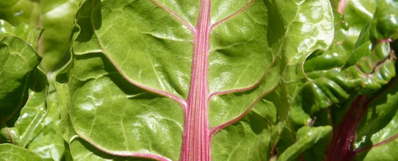 Strulch Recommended in The Guardian when growing swiss chard