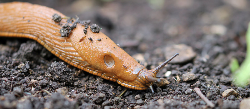 Strulch is the answer to protect wildlife in your garden