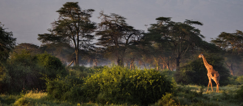 Giraffes, The Long-Stemmed Flowers of Africa - Sheldrick Wildlife Trust