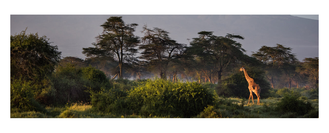 Giraffes, The Long-Stemmed Flowers of Africa - Sheldrick Wildlife Trust