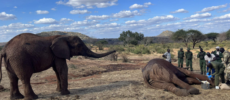 An Incredible Treatment at the Ithumba Stockades - SWT Conservation Charity