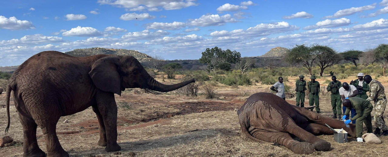 An Incredible Treatment at the Ithumba Stockades - SWT Conservation Charity