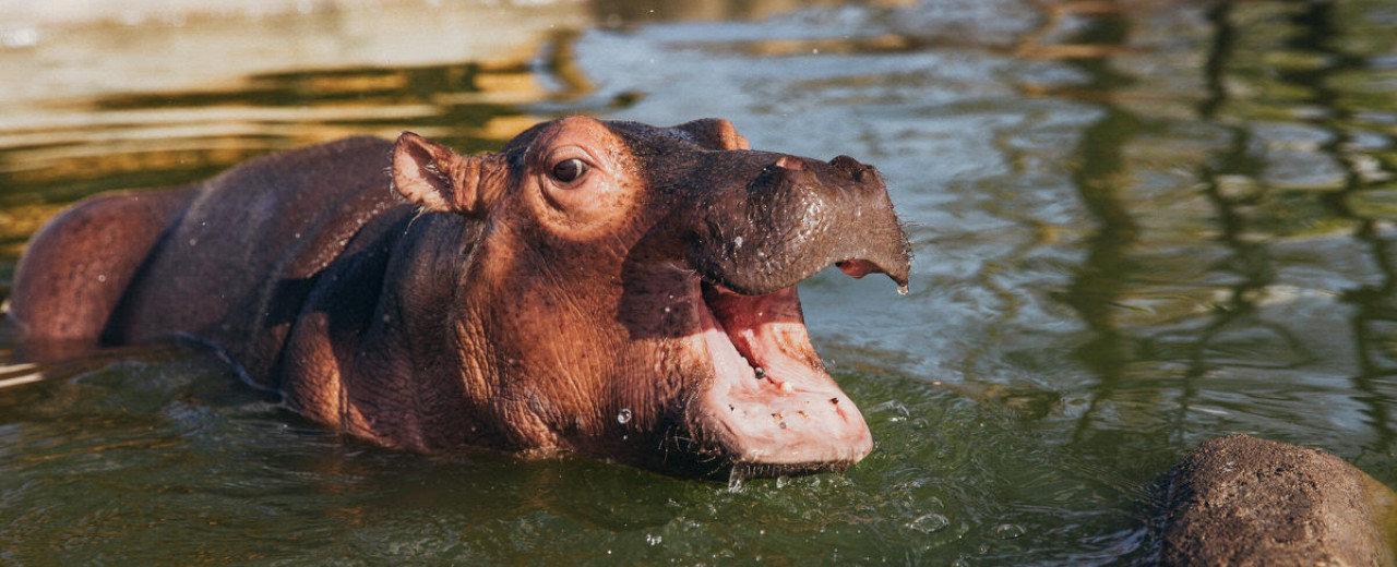 Humpty, A Special Little Hippo - SWT Conservation Charity