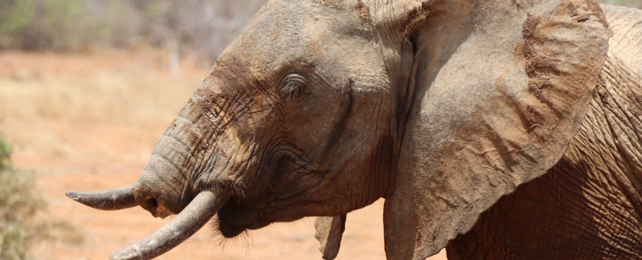 Elephants — Some Lucky Survivors - SWT Conservation Charity