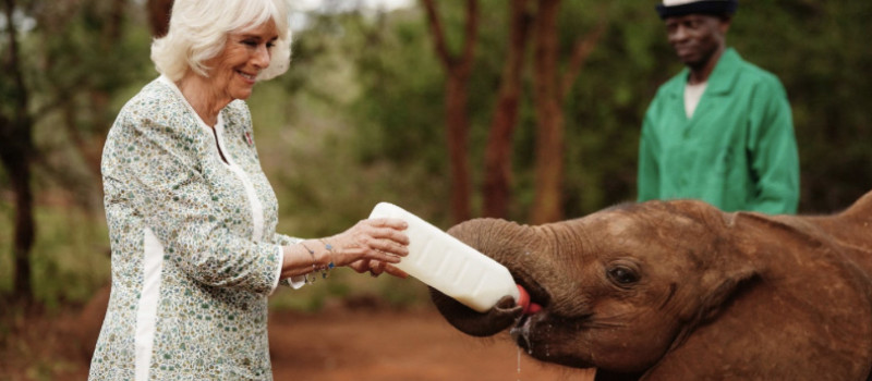 The Queen visits Sheldrick Wildlife Trust near Nairobi National Park