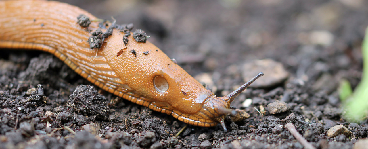Embracing Organic Gardening: Alan Titchmarsh's Take on Slugs