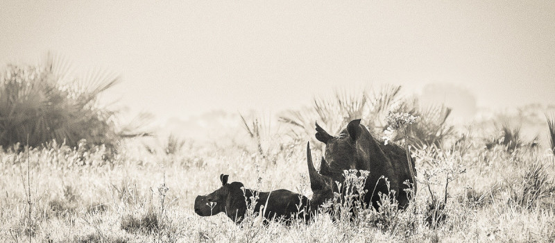 Meru, A Home of Rhino Recovery