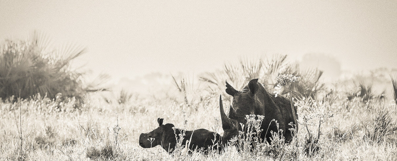 Meru, A Home of Rhino Recovery