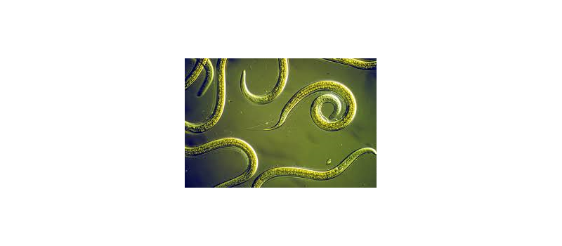 Nematodes and Strulch -  a good example of the Contemporary Integrated Crop Management (IPM) approach to reducing the use of pesticides