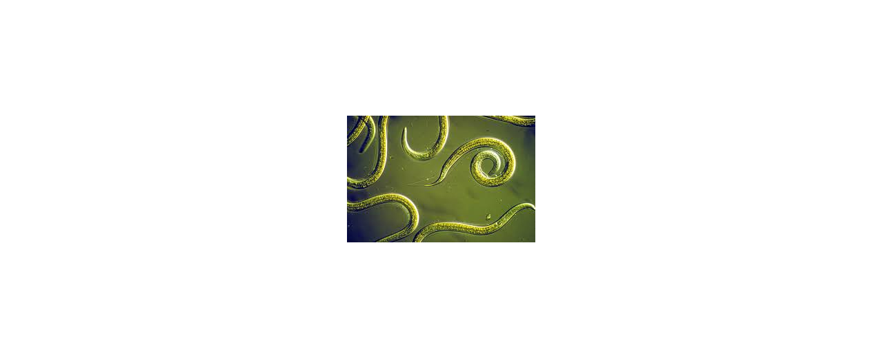 Nematodes and Strulch - a good example of the Contemporary Integrated Crop Management (IPM) approach to reducing the use of pesticides