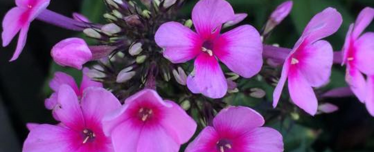 Shannon’s Garden Centre in London are a new Strulch stockist