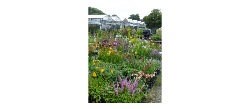 Bodmin Herb Nursery New Stockists of Strulch Garden Mulch