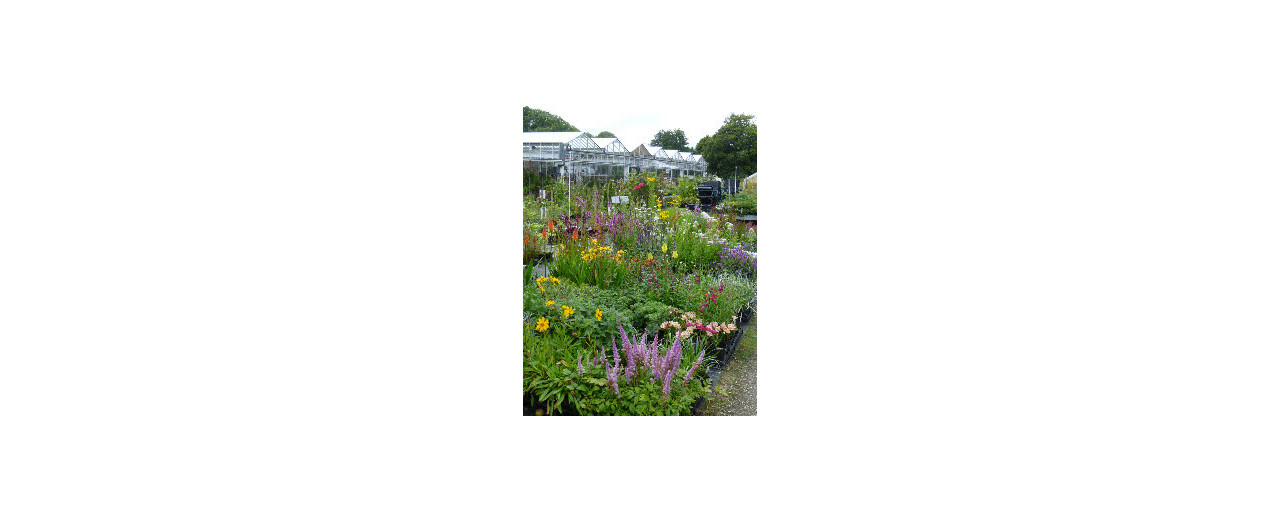 Bodmin Herb Nursery New Stockists of Strulch Garden Mulch