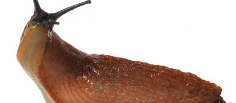 Beware of slug invasion, gardeners told - Experts believe this will be the worst ever year for slugs and snails, following a particularly warm winter