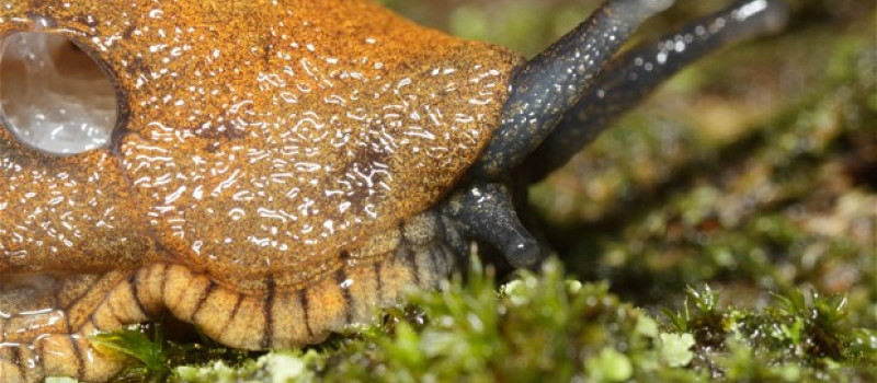 Blooming typical: as the flowers emerge, brace for slug invasion in The Daily Telegraph today By Nick Collins