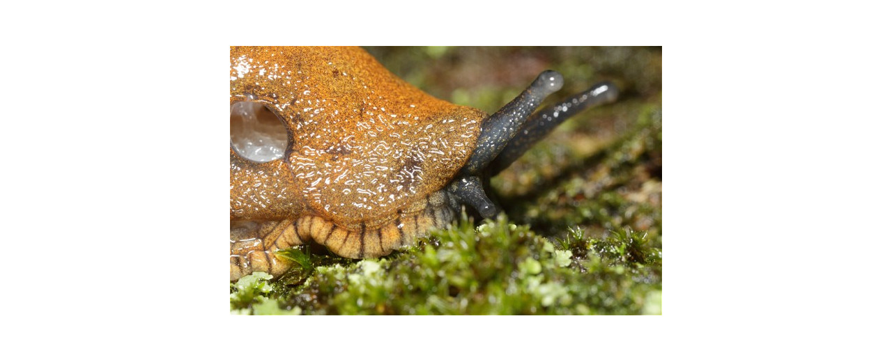 Blooming typical: as the flowers emerge, brace for slug invasion in The Daily Telegraph today By Nick Collins