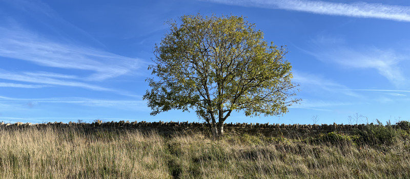 Gardeners told to burn ash tree leaves to stop the spread of disease