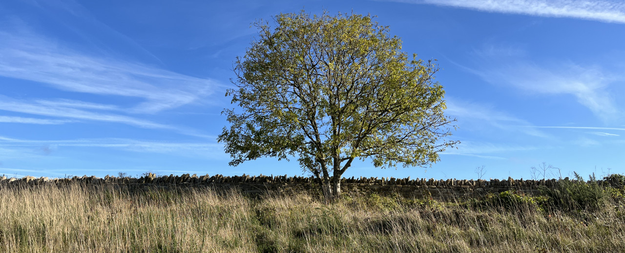 Gardeners told to burn ash tree leaves to stop the spread of disease